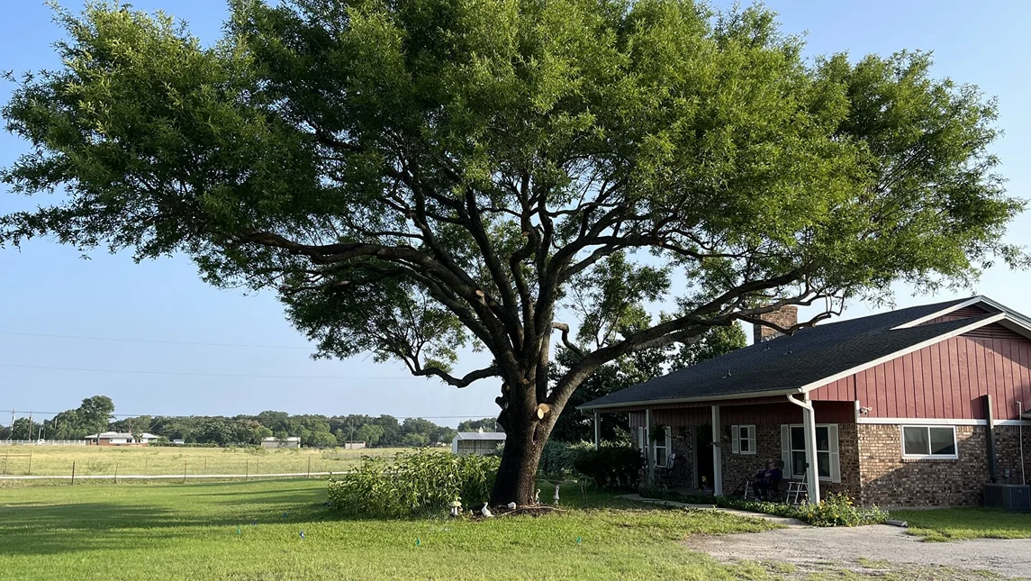 deadwood tree services 2025 09 19T14:56:18.913246Z 67590.08362192463