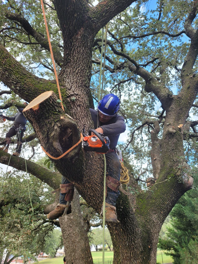 deadwood tree services 2025 09 25T01 56 26.039432Z 90045